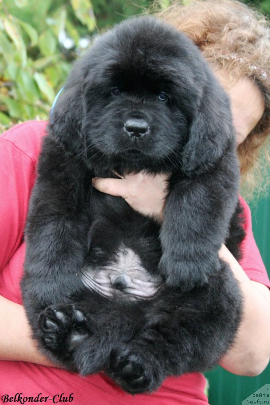 Фото: ньюфаундленд Белкондер-Клаб Блэк Бейлиз (Belkonder-Club Black Baileys)