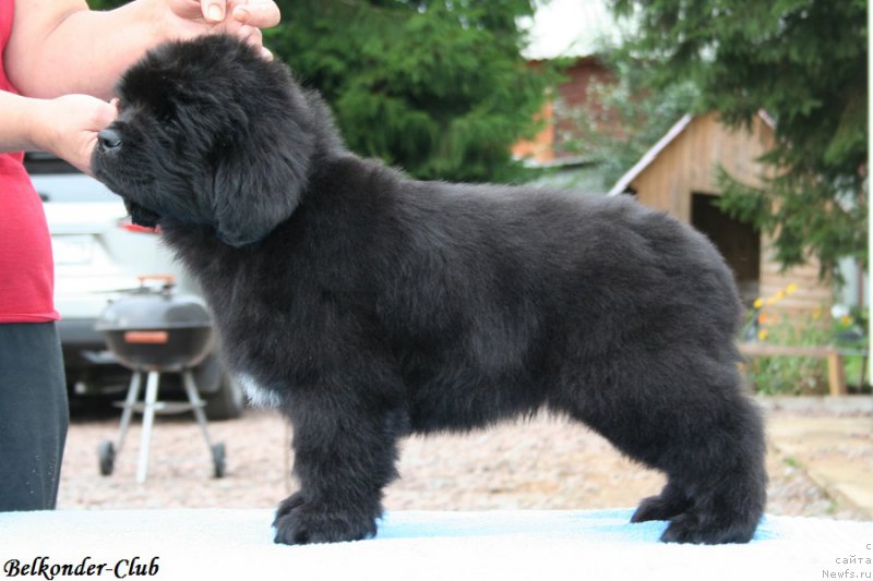 Фото: ньюфаундленд Белкондер-Клаб Биг Перпл (Belkonder-Club Big Purple)