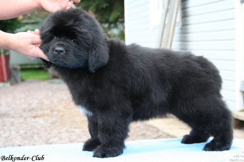 Фото: ньюфаундленд Белкондер-Клаб Биг Перпл (Belkonder-Club Big Purple)