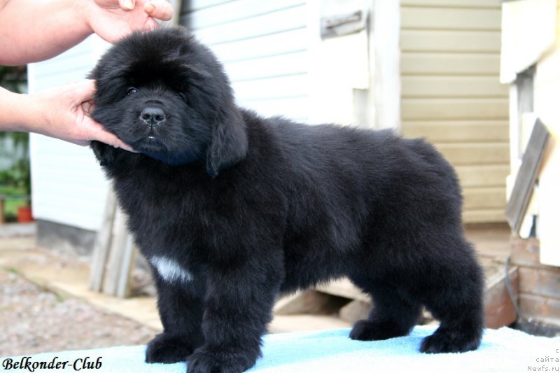 Фото: ньюфаундленд Белкондер-Клаб Биг Перпл (Belkonder-Club Big Purple)