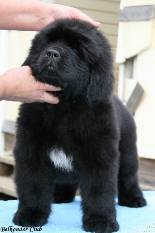 Фото: ньюфаундленд Белкондер-Клаб Биг Перпл (Belkonder-Club Big Purple)