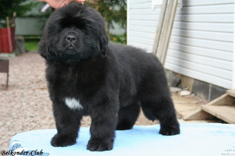Фото: ньюфаундленд Белкондер-Клаб Биг Перпл (Belkonder-Club Big Purple)