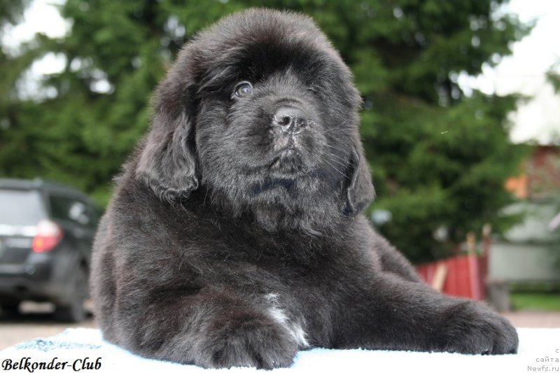 Фото: ньюфаундленд Белкондер-Клаб Биг Перпл (Belkonder-Club Big Purple)