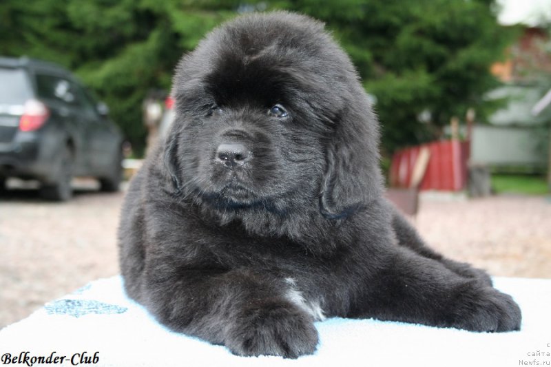 Фото: ньюфаундленд Белкондер-Клаб Биг Перпл (Belkonder-Club Big Purple)