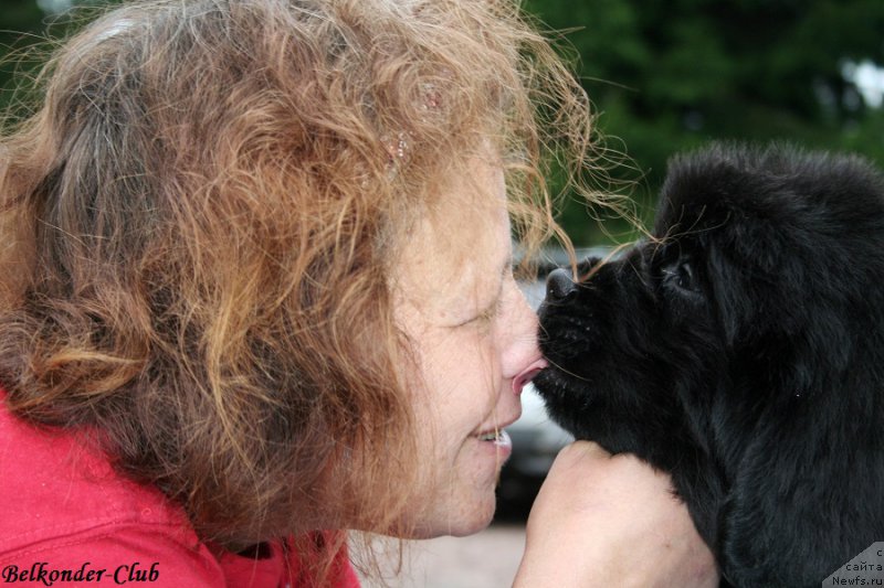 Фото: ньюфаундленд Белкондер-Клаб Биг Перпл (Belkonder-Club Big Purple), Анна Ковалёва