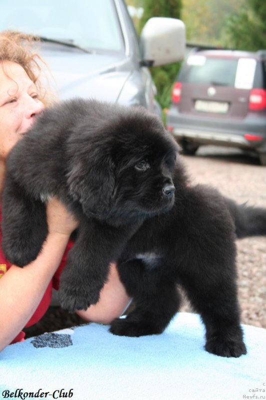 Фото: ньюфаундленд Белкондер-Клаб Биг Перпл (Belkonder-Club Big Purple)
