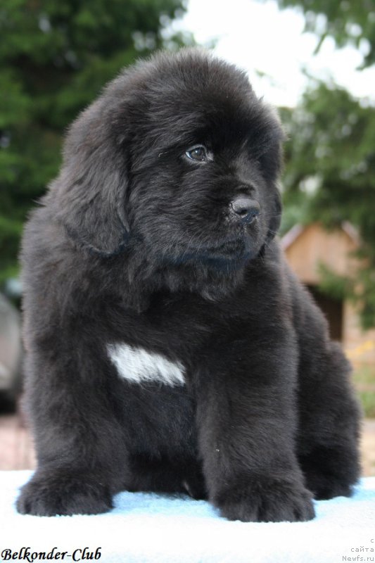 Фото: ньюфаундленд Белкондер-Клаб Биг Перпл (Belkonder-Club Big Purple)