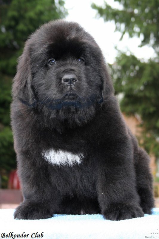 Фото: ньюфаундленд Белкондер-Клаб Биг Перпл (Belkonder-Club Big Purple)