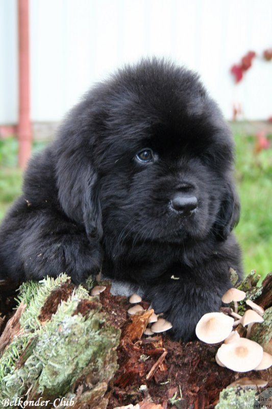 Фотография № 192784