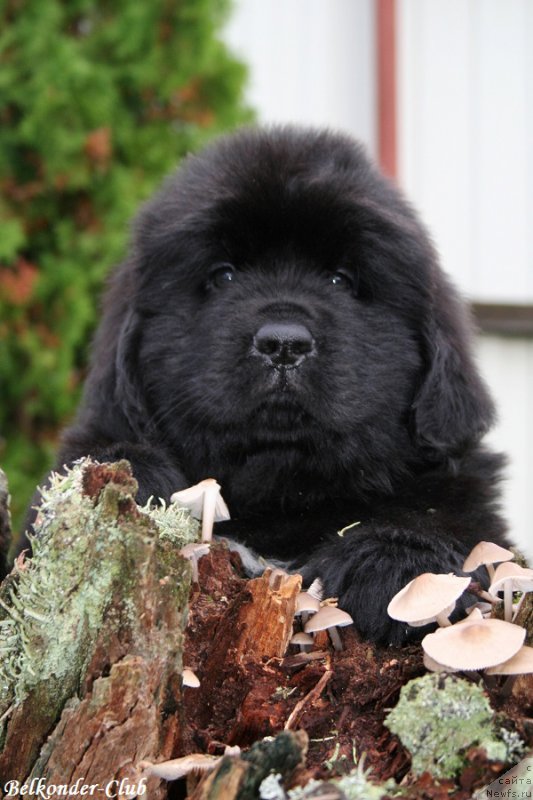 Фото: ньюфаундленд Белкондер-Клаб Биг Перпл (Belkonder-Club Big Purple)