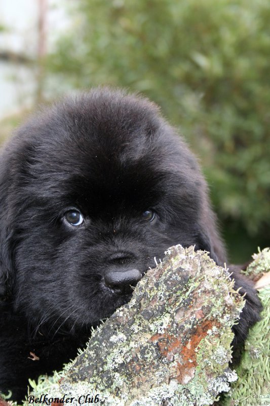 Фото: ньюфаундленд Белкондер-Клаб Биг Перпл (Belkonder-Club Big Purple)