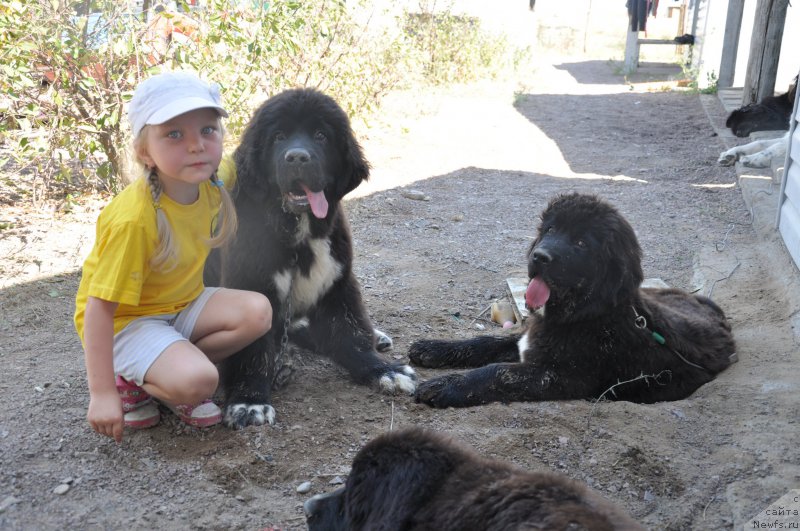Фото: ньюфаундленд Кара Аюлар Жорж Милославский, ньюфаундленд Кара Аюлар Жорж Сименон, ньюфаундленд Кара Аюлар Жорж Санд
