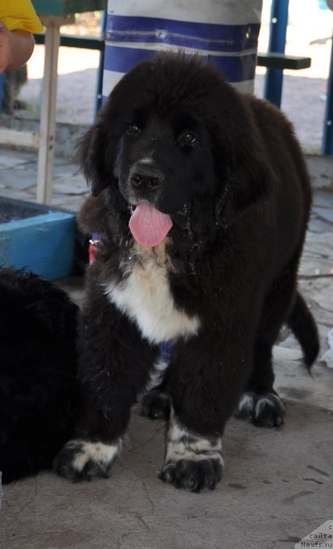 Фото: ньюфаундленд Кара Аюлар Жорж Милославский