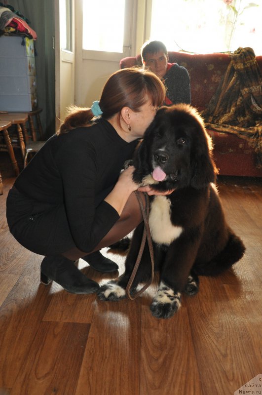 Фото: ньюфаундленд Кара Аюлар Жорж Милославский
