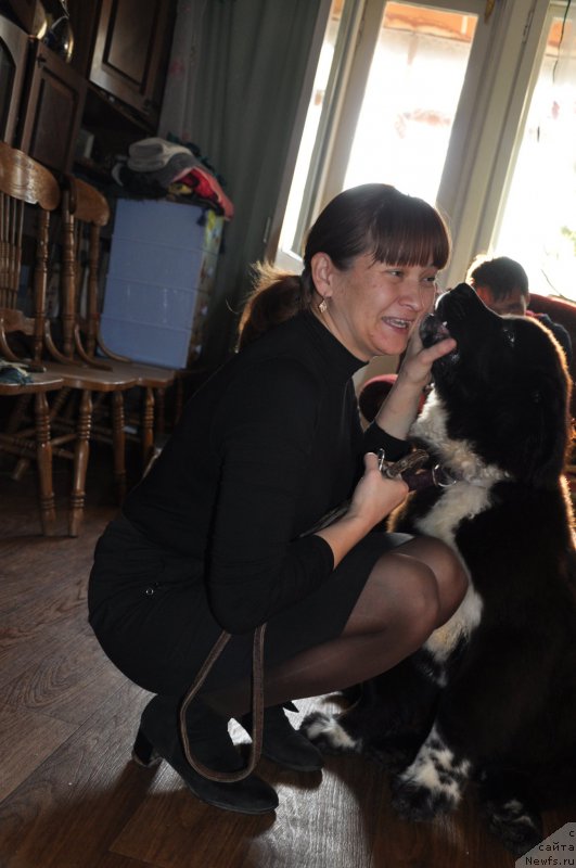 Фото: ньюфаундленд Кара Аюлар Жорж Милославский