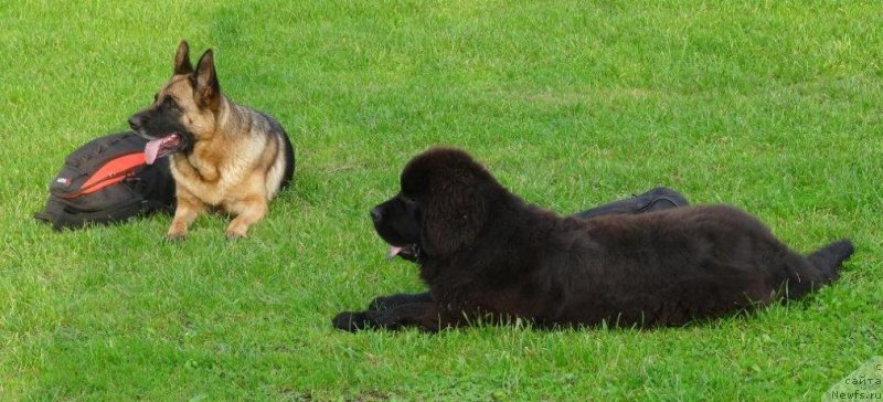 Фото: ньюфаундленд Браунблад МСК Жансая Шули (Brownblood MSK Zhansaya Shuli)
