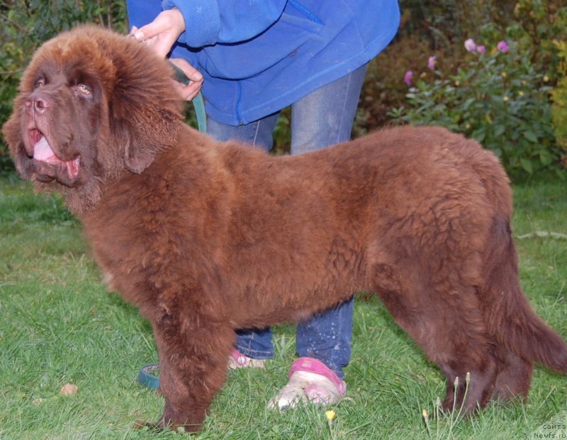 Фото: ньюфаундленд Браунблад МСК Жани Ошер (Brownblood MSK Zhani Osher)