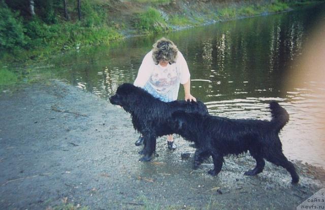 Фото: ньюфаундленд Севертан Рожденная Легендой, ньюфаундленд Блэк Долли Пейв Блэк (Blek Dolli Peyv Black)
