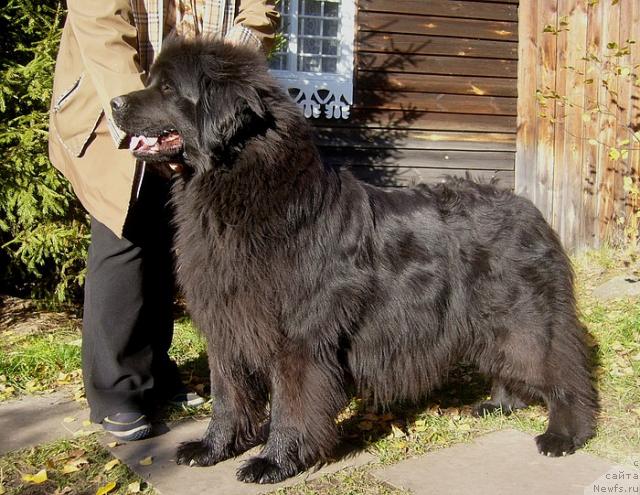 Фото: ньюфаундленд Блэк Долли Пейв Блэк (Blek Dolli Peyv Black)