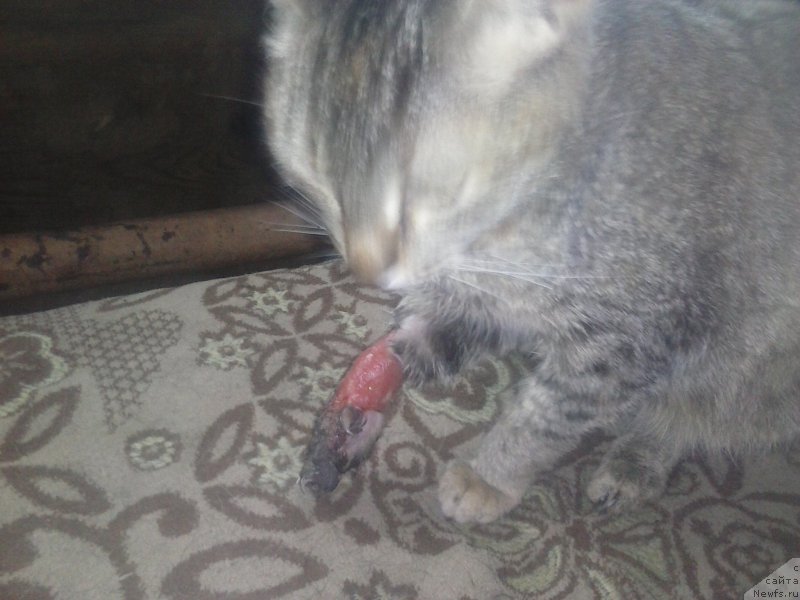 Фотография № 192816