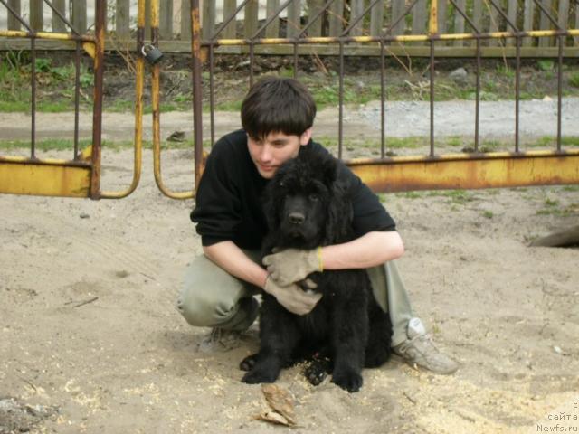 Фото: ньюфаундленд Мороз-Воевода от Сибирского Медведя