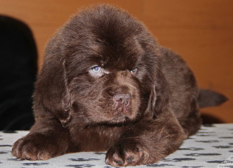 Фото: ньюфаундленд Ньюфорт Ваше Величество Брабус