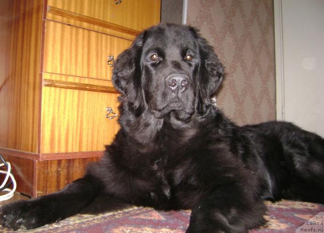 Фото: ньюфаундленд Амазонка Эми Чардишик
