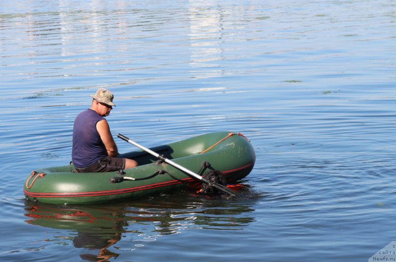 Фото: Александр Бурмистров, ньюфаундленд Бегущая по Волнам Фогет Ми Нот