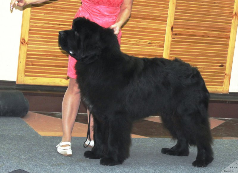 Фото: ньюфаундленд Ньюфорт Астон Мартин для С'Нежной Вьюги