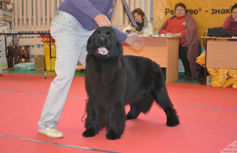 Фото: ньюфаундленд Многоликая Богиня Манифик (Mnogolikaya Boginya Manifik)