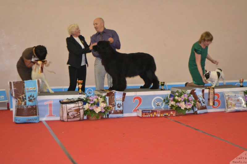 Фото: ньюфаундленд Многоликая Богиня Манифик (Mnogolikaya Boginya Manifik), Алексей Вотчал