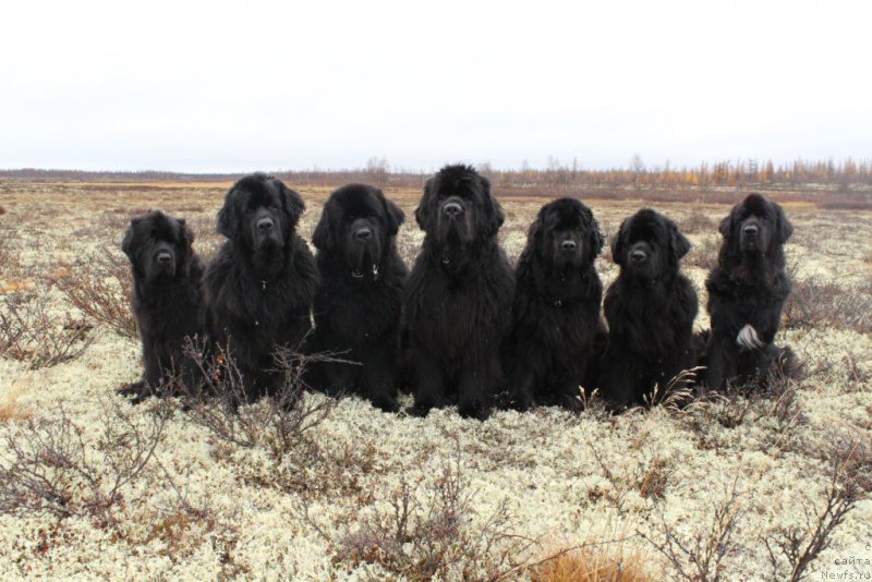 Фото: ньюфаундленд Анабелле Квин оф зэ Моунтайнс, ньюфаундленд Глория Гранд Блек, ньюфаундленд Бегущая по Волнам Зеро Коол, ньюфаундленд King of Helluland You Shock Me, ньюфаундленд Fortuna of Giant's Island, ньюфаундленд Янтарная Мечта, ньюфаундленд Neretum Tribe Xagrid