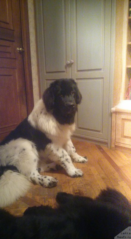 Фото: ньюфаундленд Сент Джонс Прима де Феролли