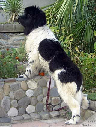 Фото: ньюфаундленд Don't Worry Be Happy de L'Etoile de Cyrice