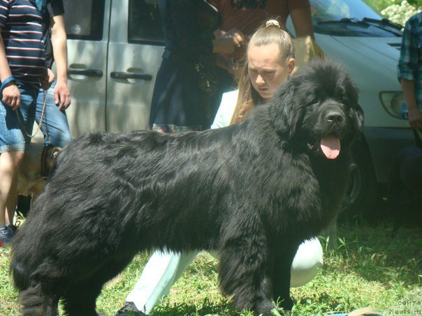 Фото: ньюфаундленд Баффи (Baffi)