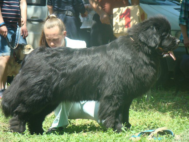 Фото: ньюфаундленд Vivat Brave Master Super Mishka