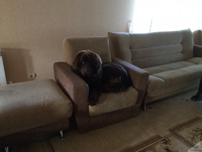 Фото: ньюфаундленд Ньюфорт Васаби