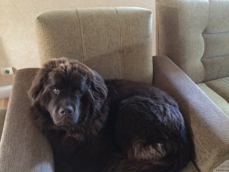 Фото: ньюфаундленд Ньюфорт Васаби