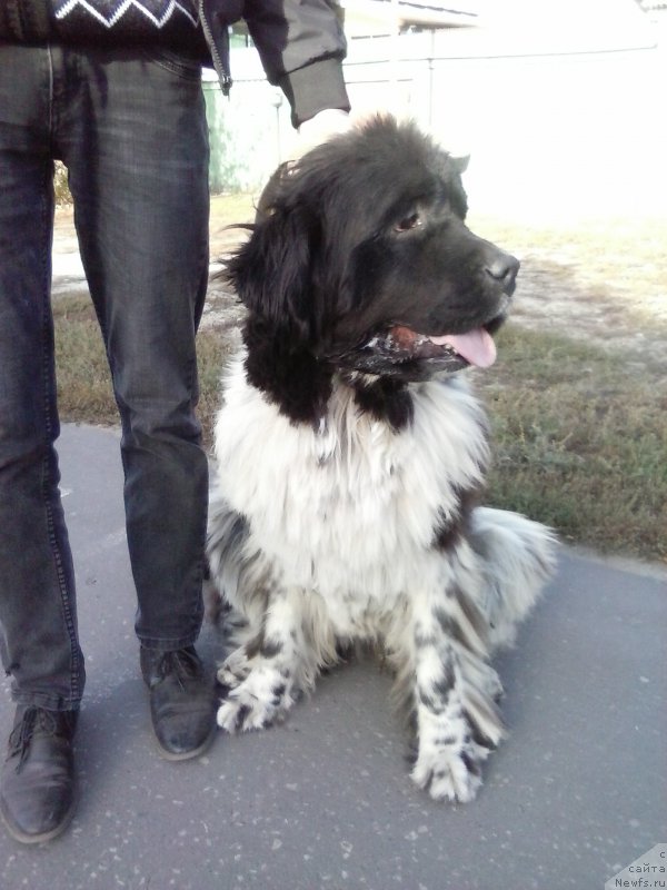 Фото: ньюфаундленд Питерньюф И'лл Станд Бу Уоу (Piternyuf I'll Stand By You)