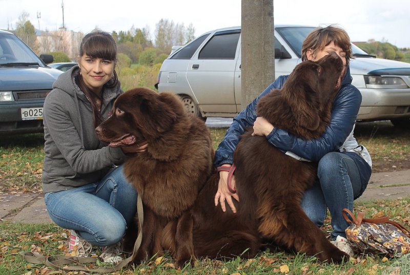 Фото: ньюфаундленд Сверкающая Гора Машаме (Sverkayuzhaya Gora Mashame), Зарина Лубкова, ньюфаундленд Наоми Таголири фор Браунблад (Naomi Tagoliri for Brouwnblood)