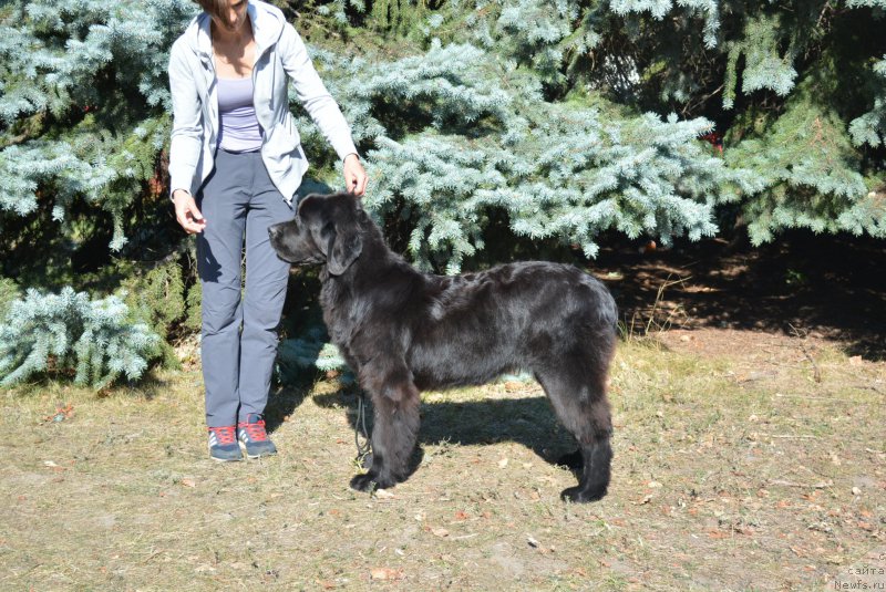 Фото: ньюфаундленд Galatea Dinastiya Soverchenstva