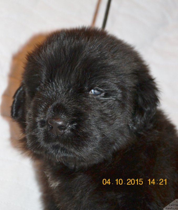 Фото: ньюфаундленд Дамский Каприз Забавный Мишка