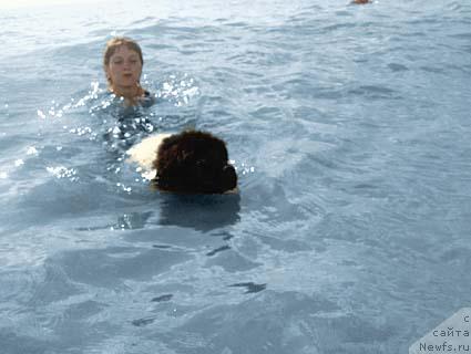 Фото: ньюфаундленд Don't Worry Be Happy de L'Etoile de Cyrice