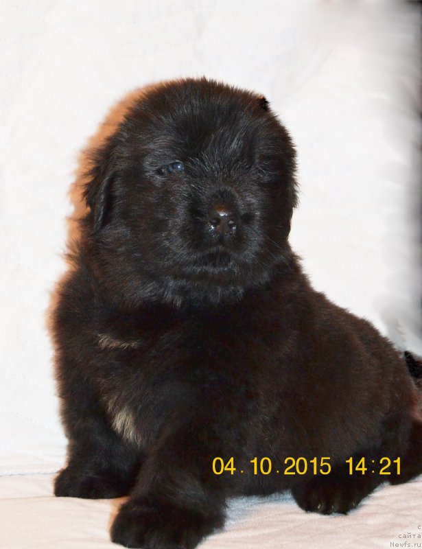 Фотография № 192890