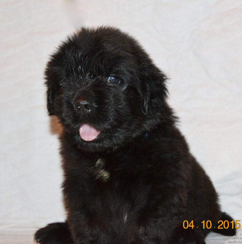 Фото: ньюфаундленд Дамский Каприз Знойная Мэри