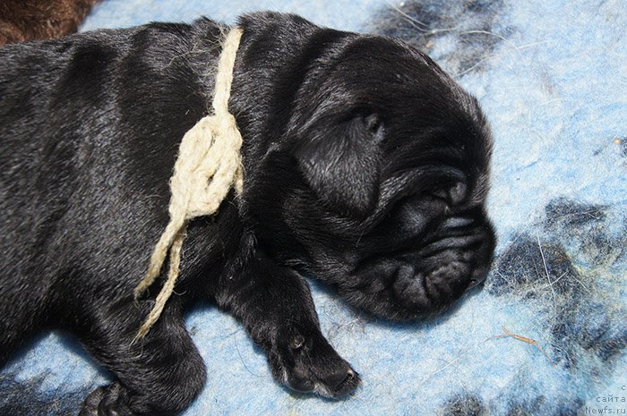 Фотография № 192901