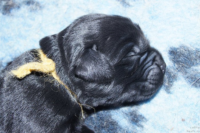 Фотография № 192905