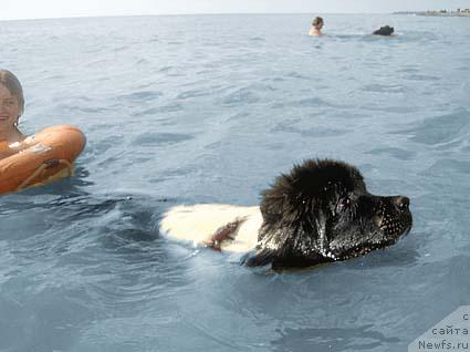 Фото: ньюфаундленд Don't Worry Be Happy de L'Etoile de Cyrice