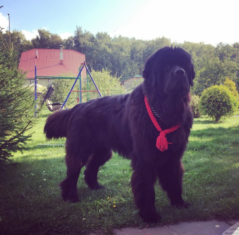 Фото: ньюфаундленд Их Высочество Бишоп Карл (Ih Visochestvo Bishop Karl)