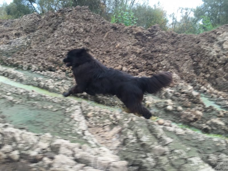 Фото: ньюфаундленд Их Высочество Бишоп Карл (Ih Visochestvo Bishop Karl)